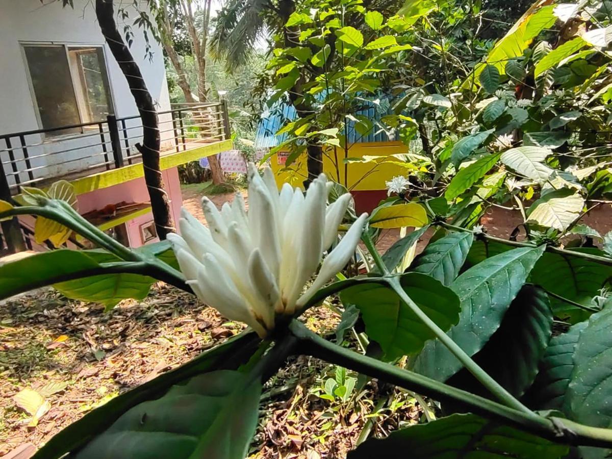 Green Land Estate Homestay 5 Rooms With Garden View Madikeri Eksteriør bilde